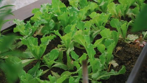 ZARADA OD POVRĆA TOKOM ZIME: Evo šta da zasadite i zaradite novac - Predstavljamo vam tri kulture