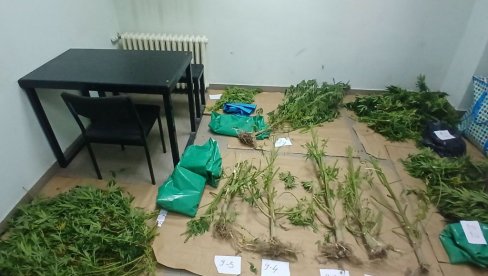 ЗАПЛЕЊЕНО 19 КИЛОГРАМА КАНБИСА: Добар „улов“ припадника полиције у Краљеву