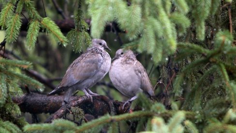POSLE MRAZA STIŽE SUNCE: Vremenska prognoza za nedelju, 19. oktobar