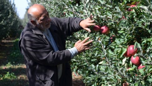 ПОЛА РОДА ОБРАО МРАЗ: Узгајивачи јабука из јужног Баната страхују да ли ће покрити основне трошкове