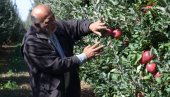 POLA RODA OBRAO MRAZ: Uzgajivači jabuka iz južnog Banata strahuju da li će pokriti osnovne troškove