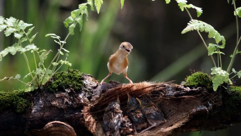UKUPNO 5% KOPNA PLANETE ZEMLJE POD ZAŠTITOM UNESKA: Nova dodata teritorija jednaka veličini Bolivije