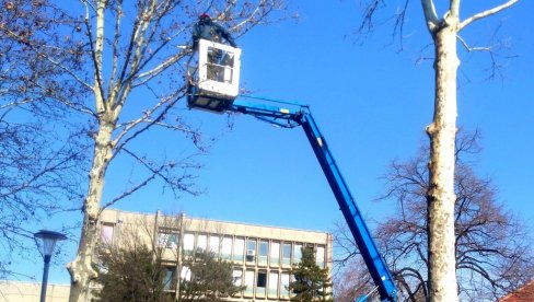 BEZBEDNOST SAOBRAĆAJA: Traže izvođača za uklanjanje potencijalno opasnog drveća