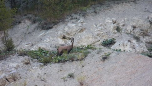 СЕОБА НА СРПСКИМ ПЛАНИНАМА: Дивокозе са Таре на Копаонику