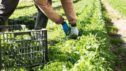 СКУПА САЛАТА КОЈА УСПЕВА И У СРБИЈИ: Можете сами да је гајите, семе је јефтино - тражи само једно