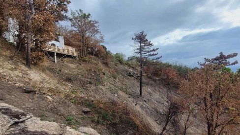 OBNAVLJAJU IZGORELU ŠUMU: Na Vršačkim planinama, ispod „Izazova“, dosad posađeno 700 sadnica