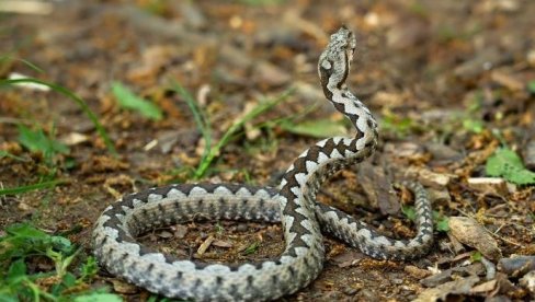 ZMIJA U ŠUMADIJI: Građani ne pamte ovako kasno pojavljivanje, pitaju se da nije neki znak