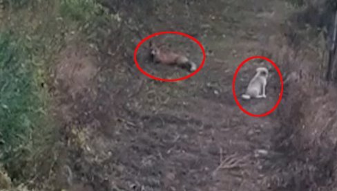 PRIZOR IZ SRPSKOG SELA: Pas i lisica drugari - maze se i igraju (VIDEO)