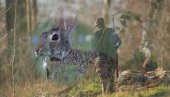 NEVEROVATAN SLUČAJ SRPSKOG POLJOPRIVREDNIKA: Na sudu zbog zečeva, lovci platili skoro MILION dinara jer ih NISU lovili