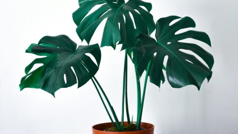 ПОПУЛАРНА СОБНА БИЉКА ТЕРА СРЕЋУ И НОВАЦ: Ево шта кажу фенг шуи стручњаци