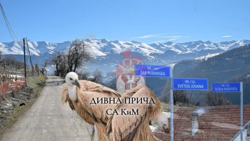 RETKI KAO SRBI NA KiM I NE NAPUŠTAJU SVOJU ŠAR-PLANINU: Bio je lak plen za zveri, nije mogao da leti, ali to nije bio kraj