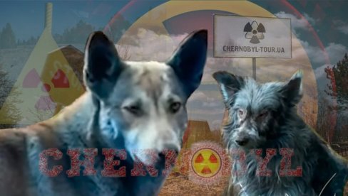 MISTERIJA U ČERNOBILJU Pojavili se plavi psi: Izgledali su normalno pre samo nedelju dana! (FOTO/VIDEO)