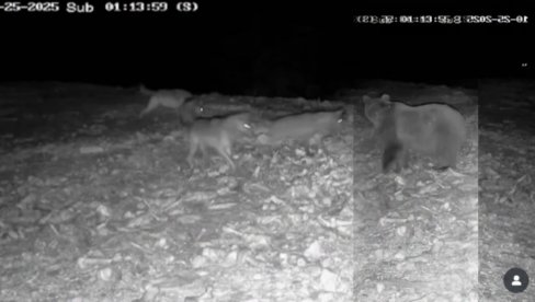 Nadzorna kamera u Srbiji snimila bitku 3 VUKA I MEDVEDA! Vidite KO je bio jači: Prirodna hijerarhija na delu (VIDEO)