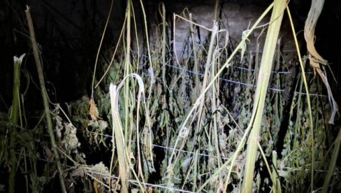 AKCIJA POLICIJE KOD LOZNICE: Zaplenjeno 356 kilograma marihuane