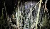 AKCIJA POLICIJE KOD LOZNICE: Zaplenjeno 356 kilograma marihuane