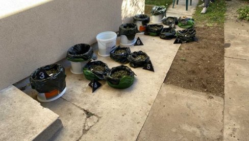 „PAO“ SA DEVET KILOGRAMA MARIHUANE: Uhapšen 56-godišnji mušakcarac u Velikoj Plani