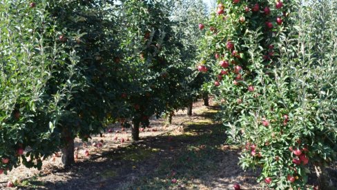 МРАЗ „ОБРАО“ ПОЛА РОДА: Најтежа година за узгајиваче јабука из јужног Баната, штете и до 95 посто