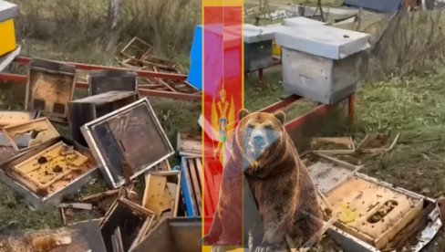 ХАОС У ЦРНОЈ ГОРИ: Мечка ушла у двориште са кошницама, пчелар се ухватио за главу кад је видео сцену (ВИДЕО)