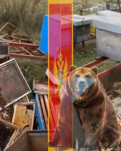 ХАОС У ЦРНОЈ ГОРИ: Мечка ушла у двориште са кошницама, пчелар се ухватио за главу кад је видео сцену (ВИДЕО)