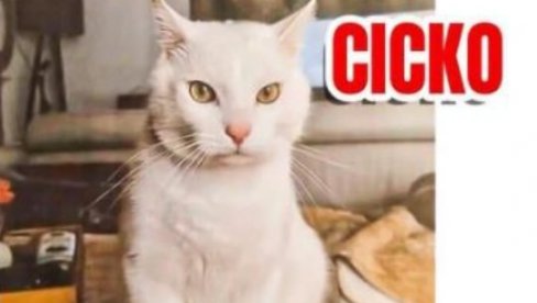 ZA CICKA 1.000 EVRA: Nestao beli mačor na Voždovcu, vlasnici nude vrednu nagradu