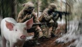 RUSKE VOJNIKE OD SMRTI SPASILA - SVINJA: Pogledajte dramatičan snimak sa ukrajinskog ratišta (VIDEO)