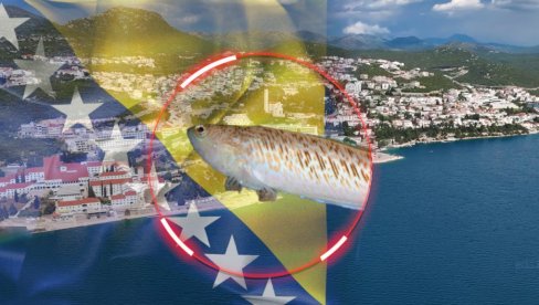 ШОК У БОСНИ: Ухваћено најотровније створење које живи у Јадрану - познато и као риба паук (ФОТО)