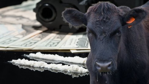 KOKAINSKE KRAVE Kako karteli koriste goveda za šverc droge u Evropu - prepoznali mane sistema i zgrću milione na tome