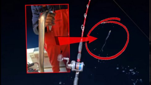 RIBARI U ŠOKU: Šta je OVO?! Ulovili čudnog morskog STVORA u Jadranu (VIDEO)