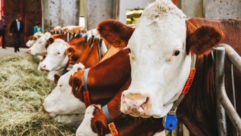 ДОБРЕ ВЕСТИ ЗА СТОЧАРЕ: Субвенције и нови јавни позиви стижу већ у априлу