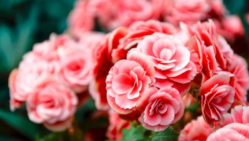 BILJKA KOJU ZOVU ZIMSKA SREĆA UČINIĆE DOM LEPŠIM: Veruje se da donosi blagostanje