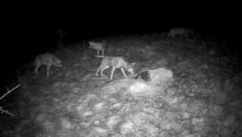 СНИМЉЕНИ ВУКОВИ КОД БОЈНИКА: Застрашујући призор на југу Србије (ВИДЕО)