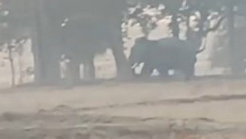 KRVAVI POHOD: Slon ubio 17 ljudi tokom praznika, otkidao im glave (VIDEO)