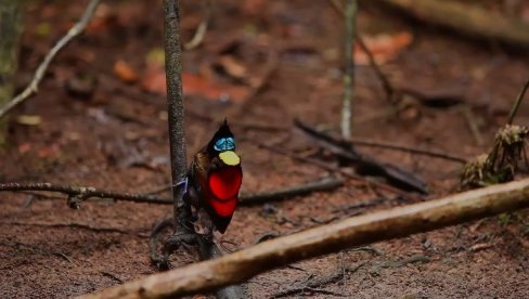 НЕВЕРОВАТНО ЧУДО ПРИРОДЕ: Погледајте како рајске птице светле на дневном и ноћном светлу (ВИДЕО)