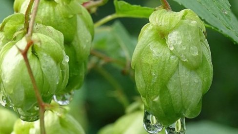 MALO MUKE, A MALO ZAINTERESOVANIH: Ova poljoprivredna kultura može da donese zaradu i do 15 hiljada evra - Sadi se jednom u 15 godina!