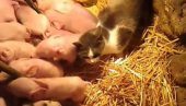 ЧУДО НА СУВОЈ ПЛАНИНИ: Крмача опрасила чак 17! Мачка Мица дадиља прасићима - не одваја се од младих (ВИДЕО)