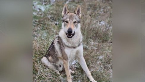 10.000 ЕВРА ОНОМЕ КО НАМ ПОМОГНЕ ДА НАЂЕМО ПСА: Власници пса Акија данима трагају за њим (ФОТО)