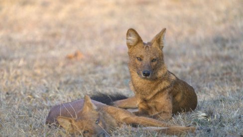 ОТИШЛА НА ПУСТО ОСТРВО ЗБОГ СЛАТКИХ ЖИВОТА, А КАСНИЈЕ ЈОЈ ОДУЗЕЛЕ ЖИВОТ: Тинејџерка пронађена мртва на аустралијском острву