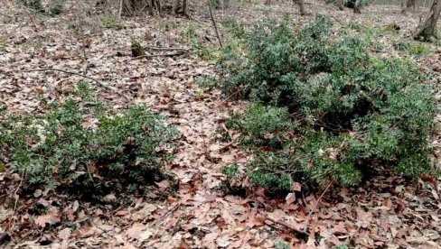 POGREBNI VENCI UGROZILI KOSTRIKU: Žbunje na Vršačkim planinama oporavlja se posle decenijske nekontrolisane seče