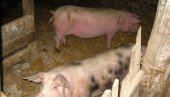 AFRIČKA KUGA NA DVA GAZDINSTVA U UBU: Zbog zaraze preduzete sve mere sprečavanja širenja bolesti