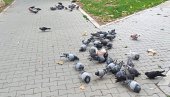 ЈАВНА НАБАВКА: У плану растеривање голубова из градског парка