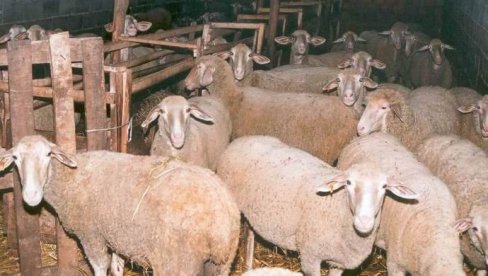 USAVRŠAVANJE VETERINARA: U Požarevcu stručni skup o ishrani životinja