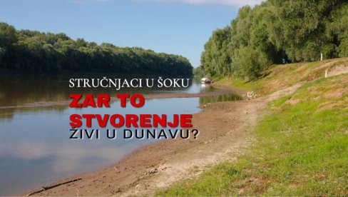 ŠOK ULOV U BAČKOJ: Stručnjaci u čudu, primerak ribe završio na ispitivanju! Zar to stvorenje živi u Dunavu? (FOTO)