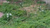 ПРОЦВЕТАЛЕ ВИСИБАБЕ: У центру Пожаревца појавили се весници пролећа