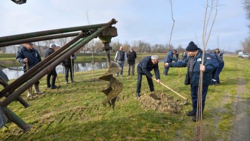 ЗАСАЂЕНО 200 МЛАДИЦА СИБИРСКОГ БРЕСТА: У Црвенки почела велика годишња акција пошумљавања