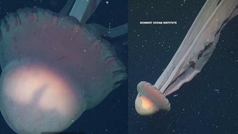 ŠOK: Otkrivena fantomska meduza veličine autobusa - kraci dugi 9 metara! Nađen i PRVI UGINULI kit na morskom dnu (VIDEO)