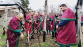 ВИНСКИ РЕД „СТЕВА ПИСАР“ ОБЕЛЕЖИО СВЕТОГ ТРИФУНА: У Параћину прво орезивање винове лозе ове године (ФОТО)