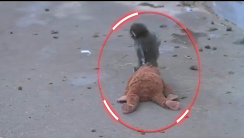 СВЕТ ПЛАЧЕ ЗБОГ СНИМКА: Мајмунче остављено на рођењу - сурова одлука мајмунице, нашао маму у плишаној играчци