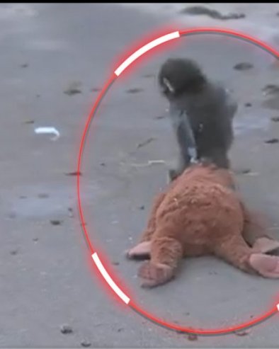 SVET PLAČE ZBOG SNIMKA: Majmunče ostavljeno na rođenju - surova odluka majmunice, našao mamu u plišanoj igračci