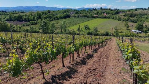 UZ KOLUBARU SADA I VINO PRAVE ZA MEDALJU: U valjevskom kraju, poznatom po malini, šljivi i odličnoj rakiji, uspeli i vinogradari
