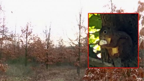 VEVERICE POSADILE 30.000 STABALA: Na Vršačkim planinama, iz žireva koje su zakopale  kao zimnicu, nikla hrastova šuma